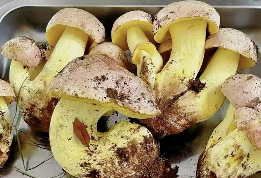云南野生菌正当季,食用安全不容忽视