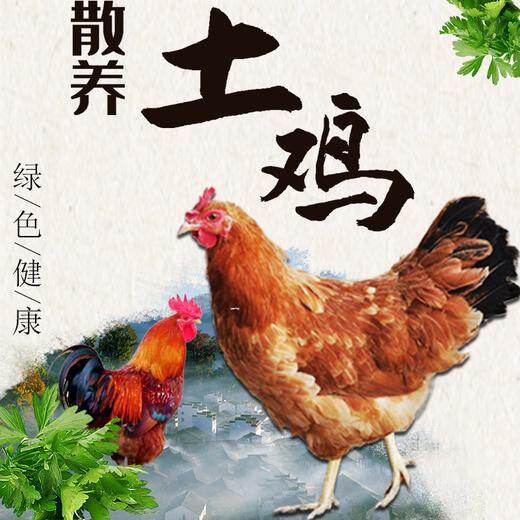 云南散养土鸡