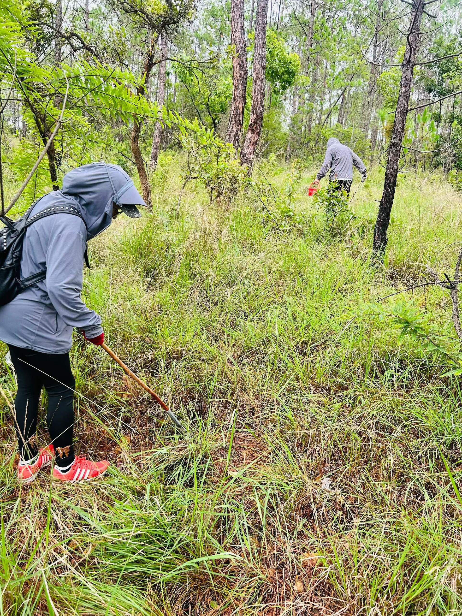 云南野生菌采摘科普须知:切莫随性进山,合规安全方为正道