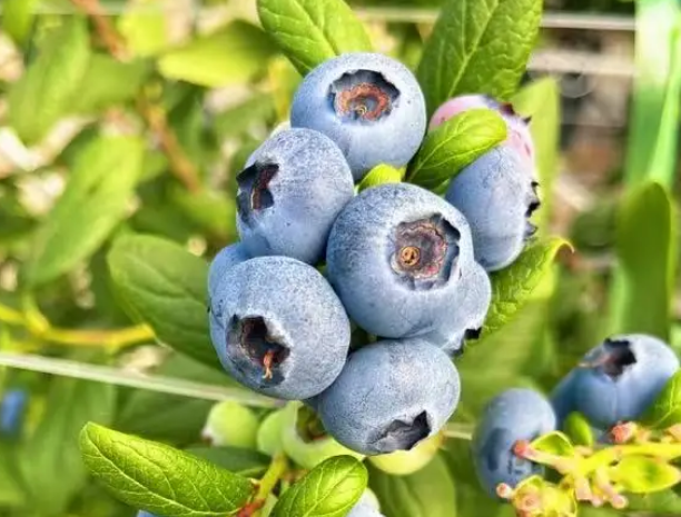 为什么育溪蓝莓，十月份就能成熟？