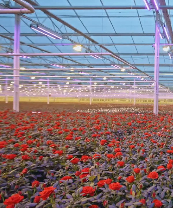 花卉