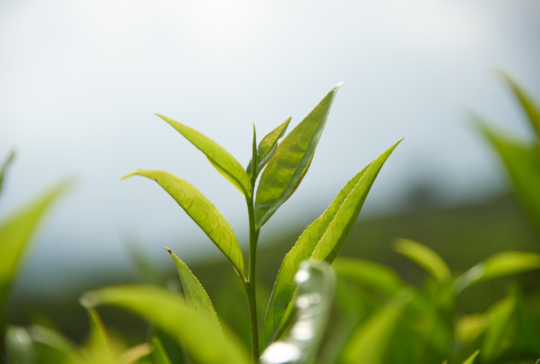 茶园风光
