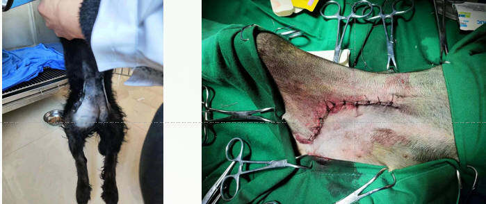 宠瑞案例：犬腹股沟疝修补术