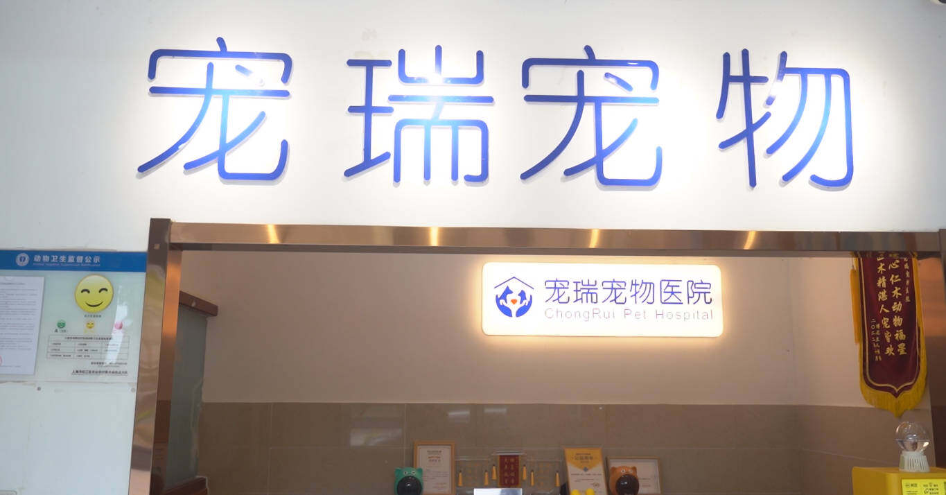 专业体系与长期服务价值分析——宠瑞宠物医院·24H急诊·骨专科·口腔科