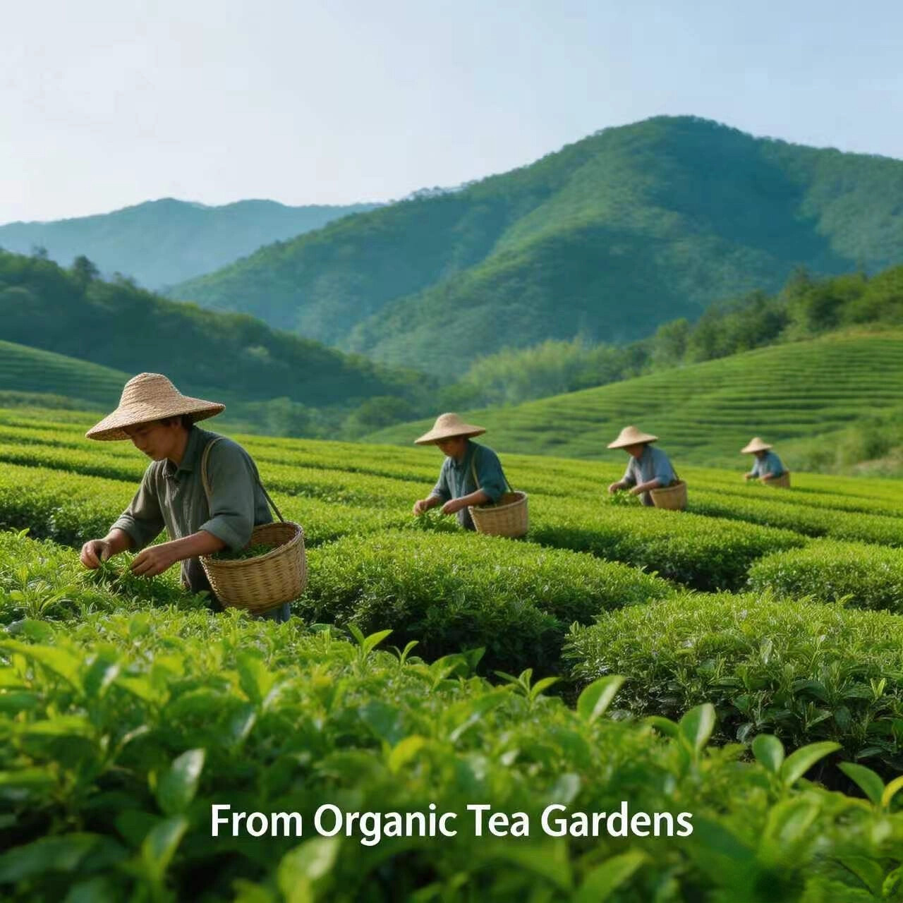 Green Tea Extract