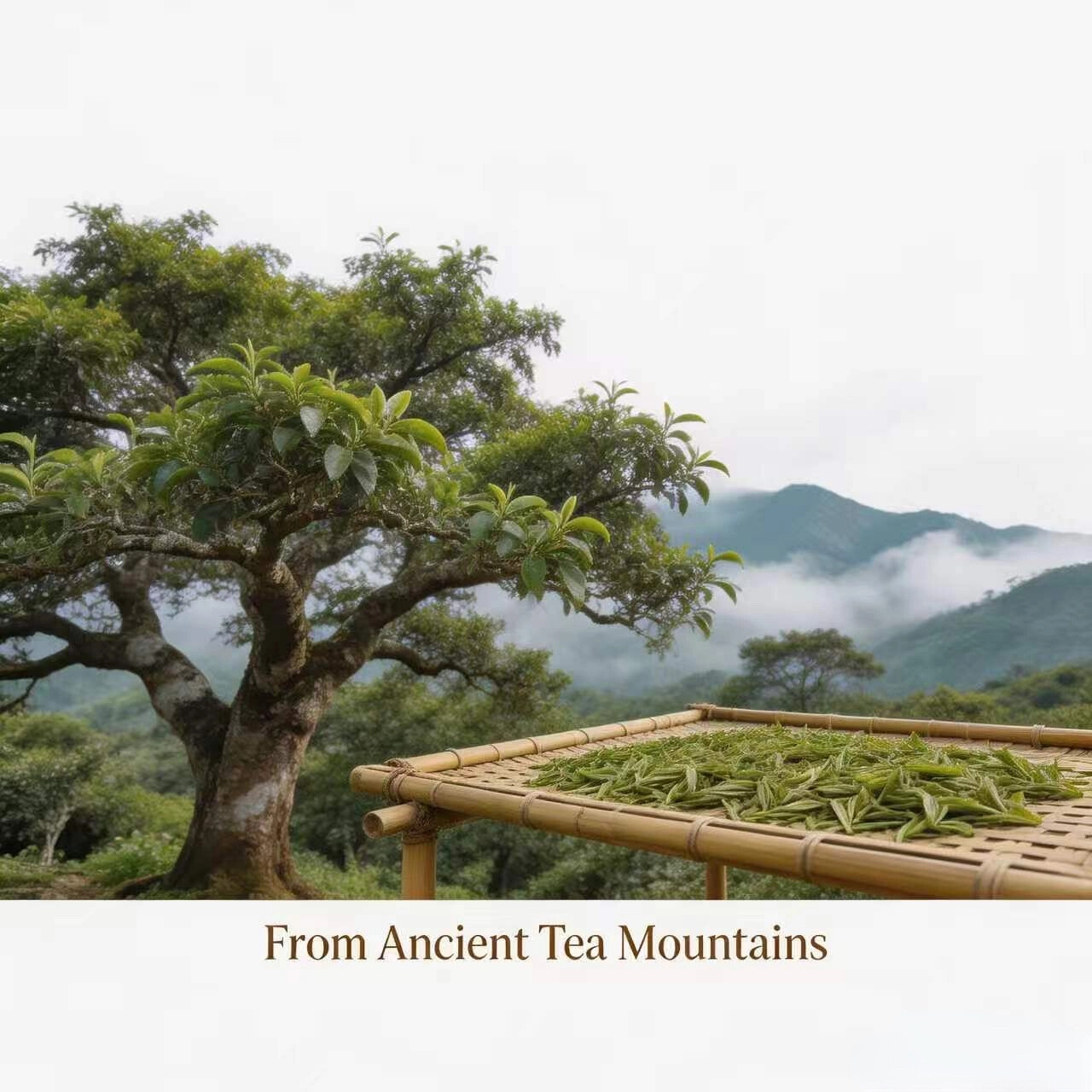 Dark Tea Extract