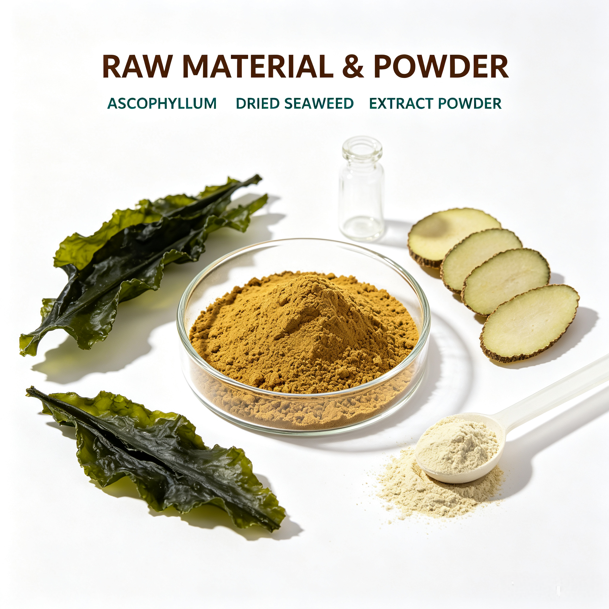 Ascophyllum Nodosum Extract view 3