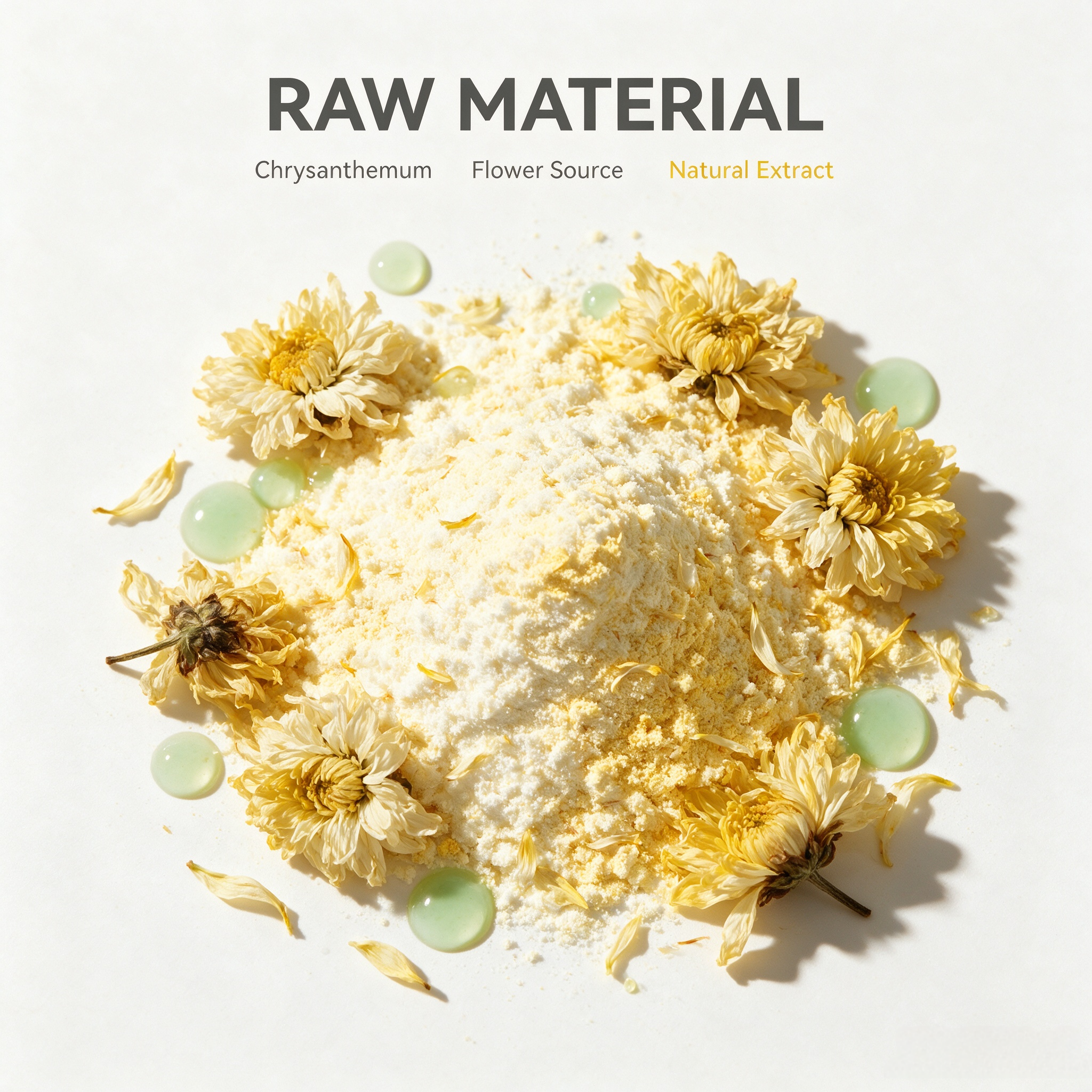 Chrysanthemum Extract