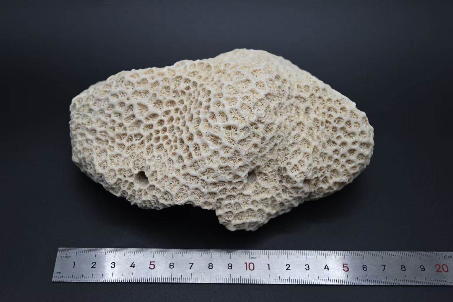 天然珊瑚石：海缸造景的顶级选择
