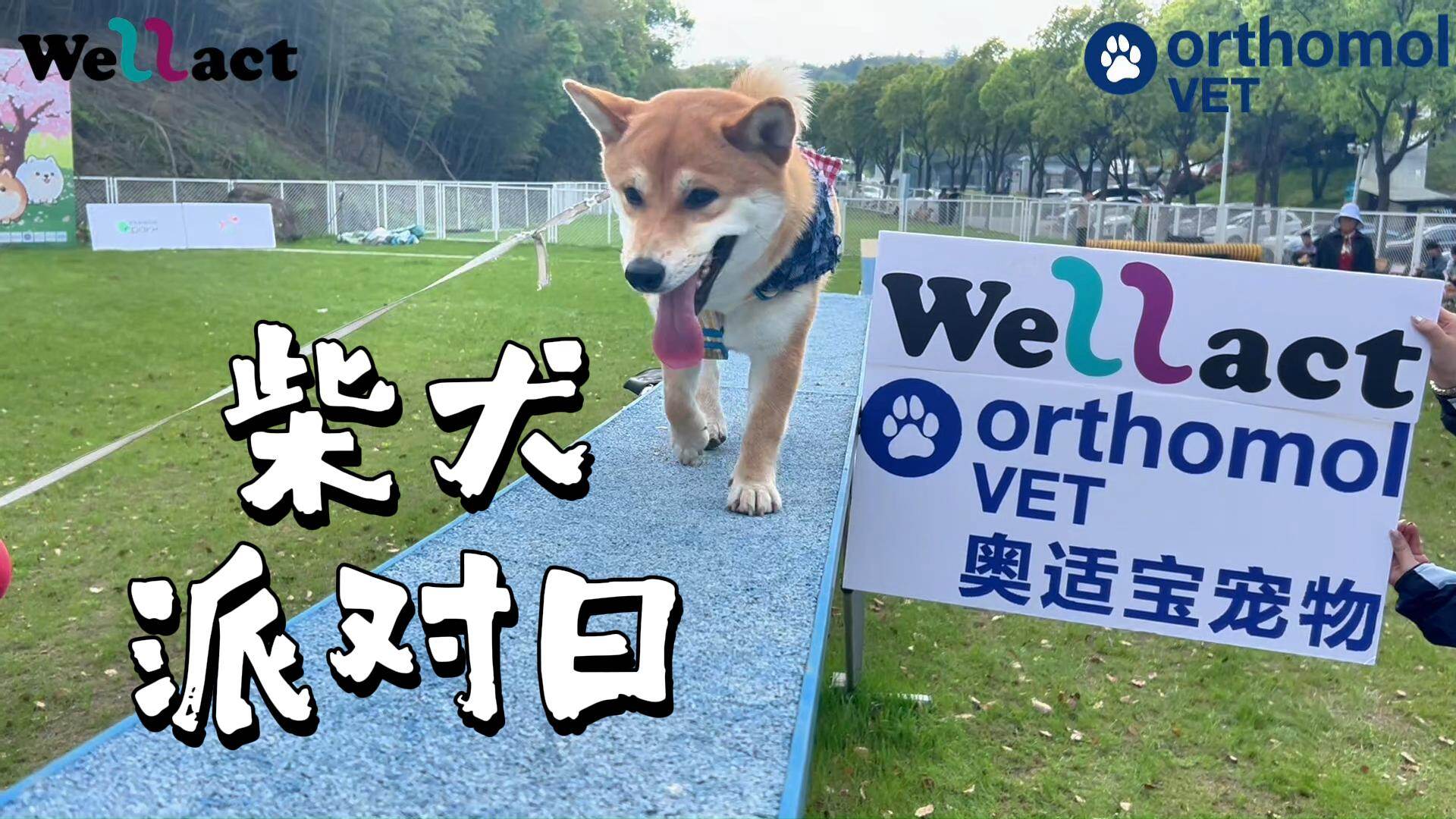 柴犬派对日