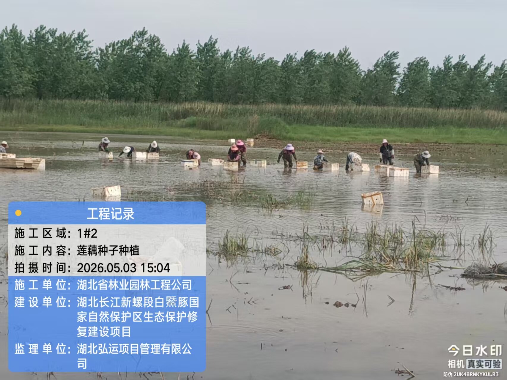 湿地修复项目