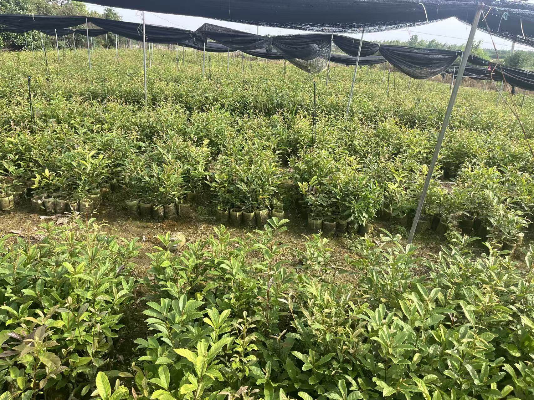 苦槠