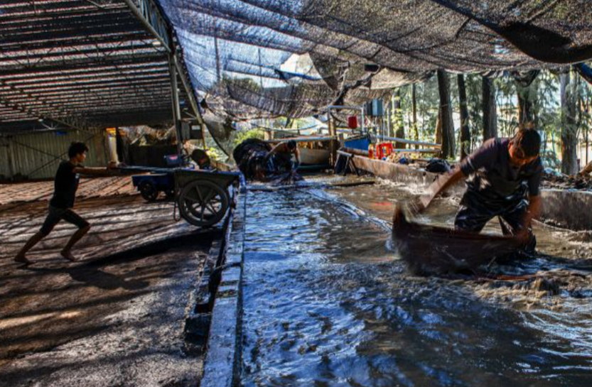 Xiangluju Encyclopedia: Why must Xiangyunsha be treated with the river mud from Lunjiao?