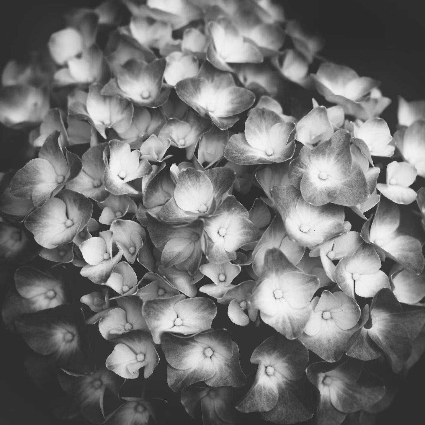 绣球花语