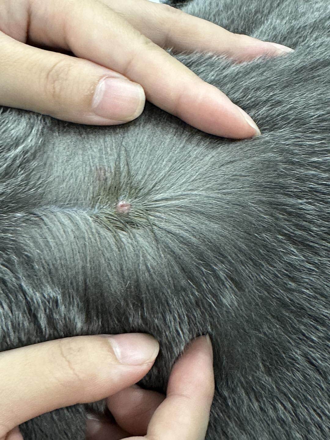 猫的囊肿病