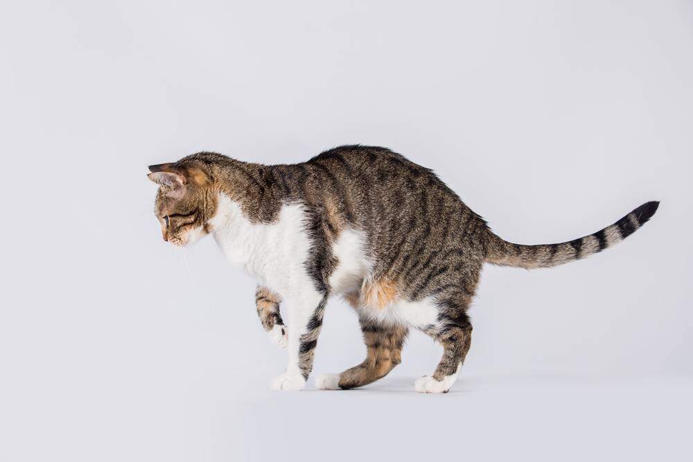 猫的跛行
