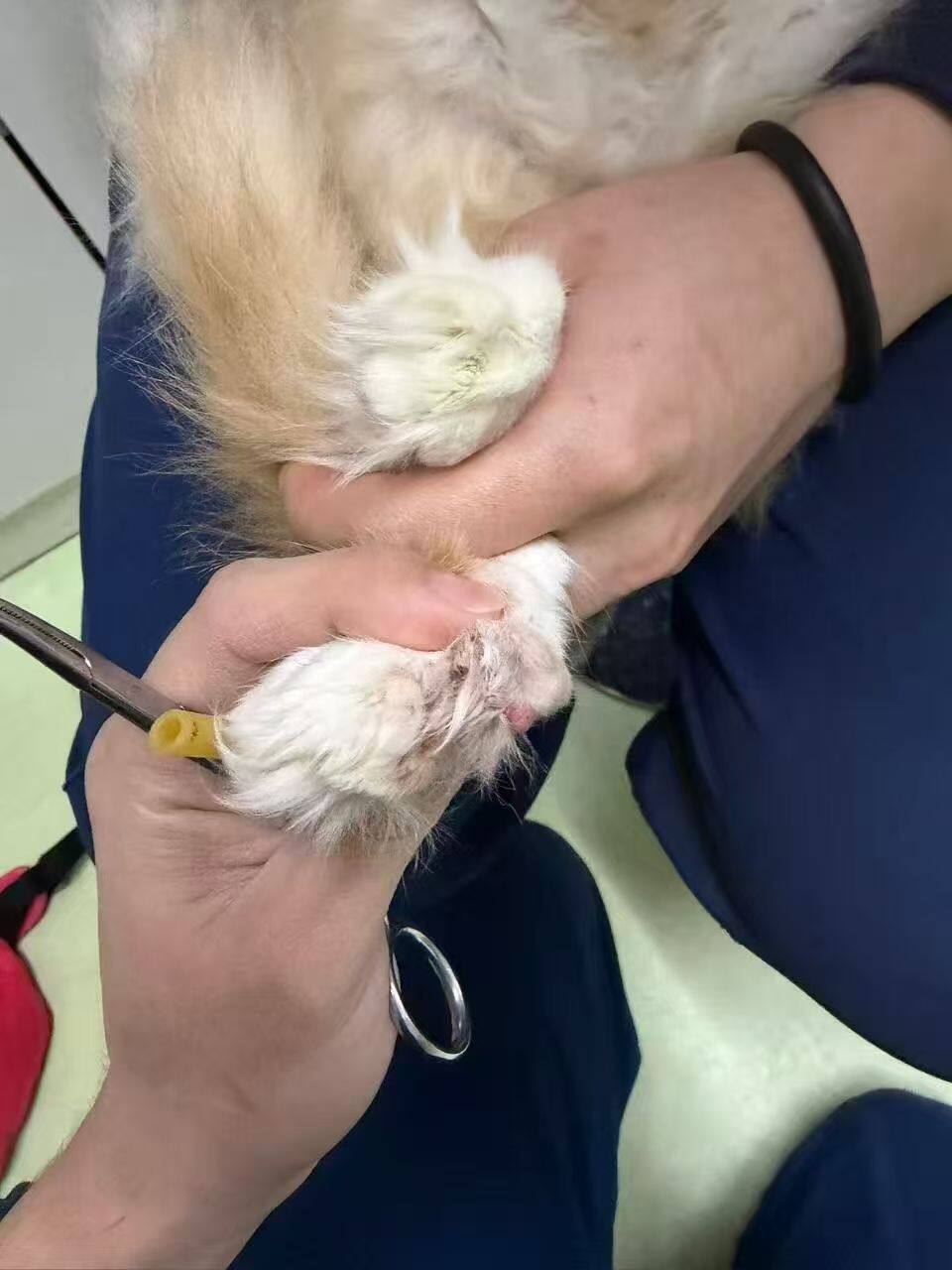 猫咪嵌甲