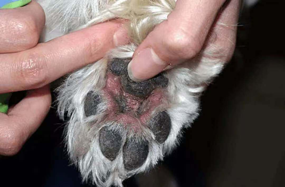 犬趾间炎