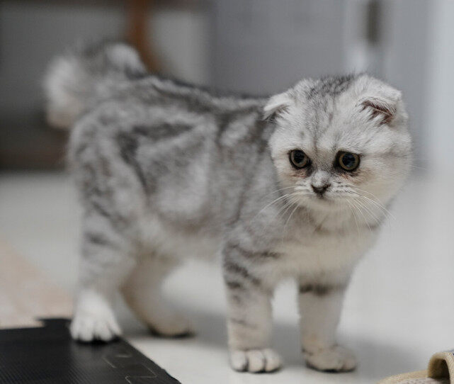 猫的先天性及遗传性骨骼、关节和肌肉疾病