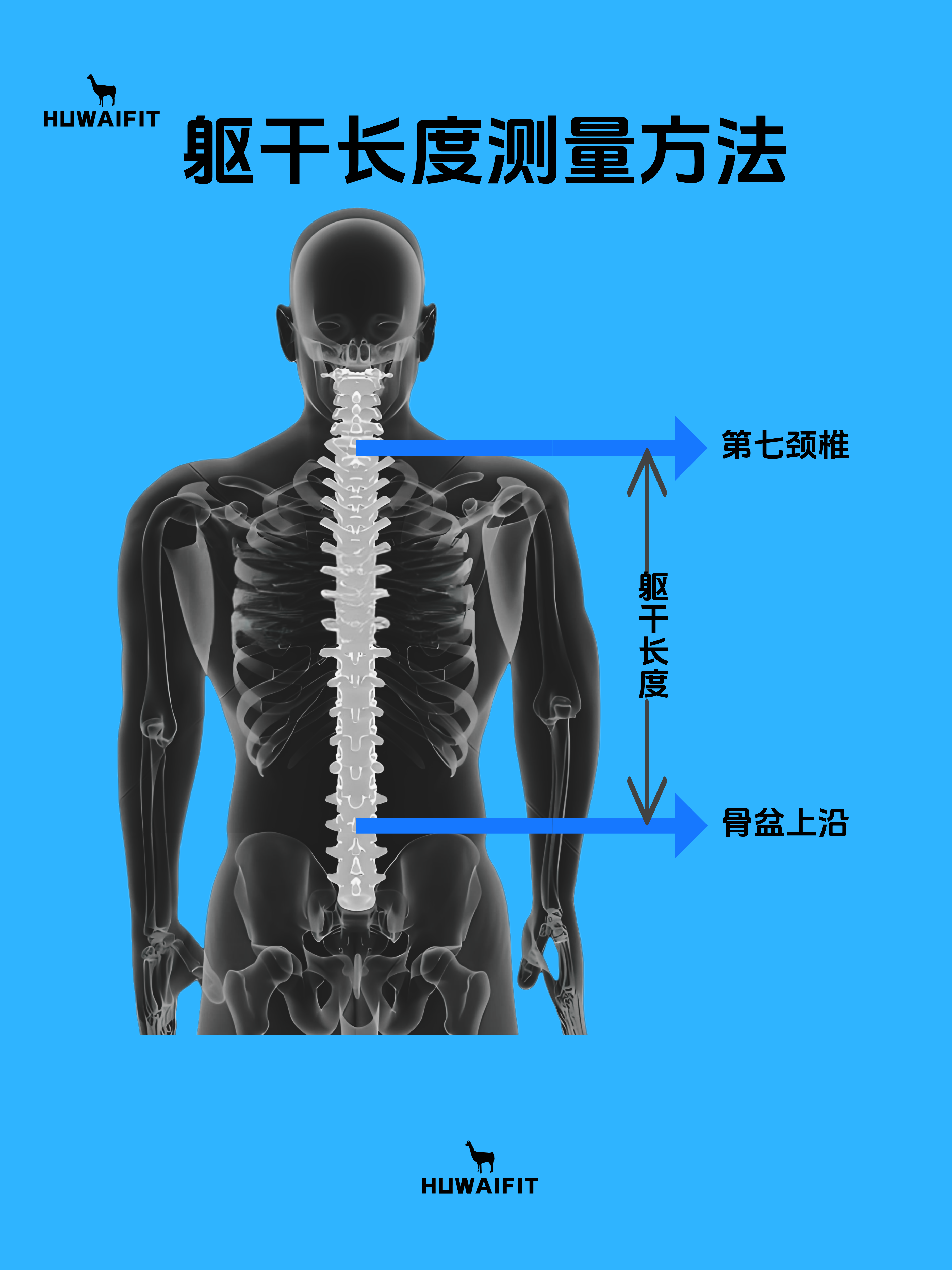 躯干长度测量方法