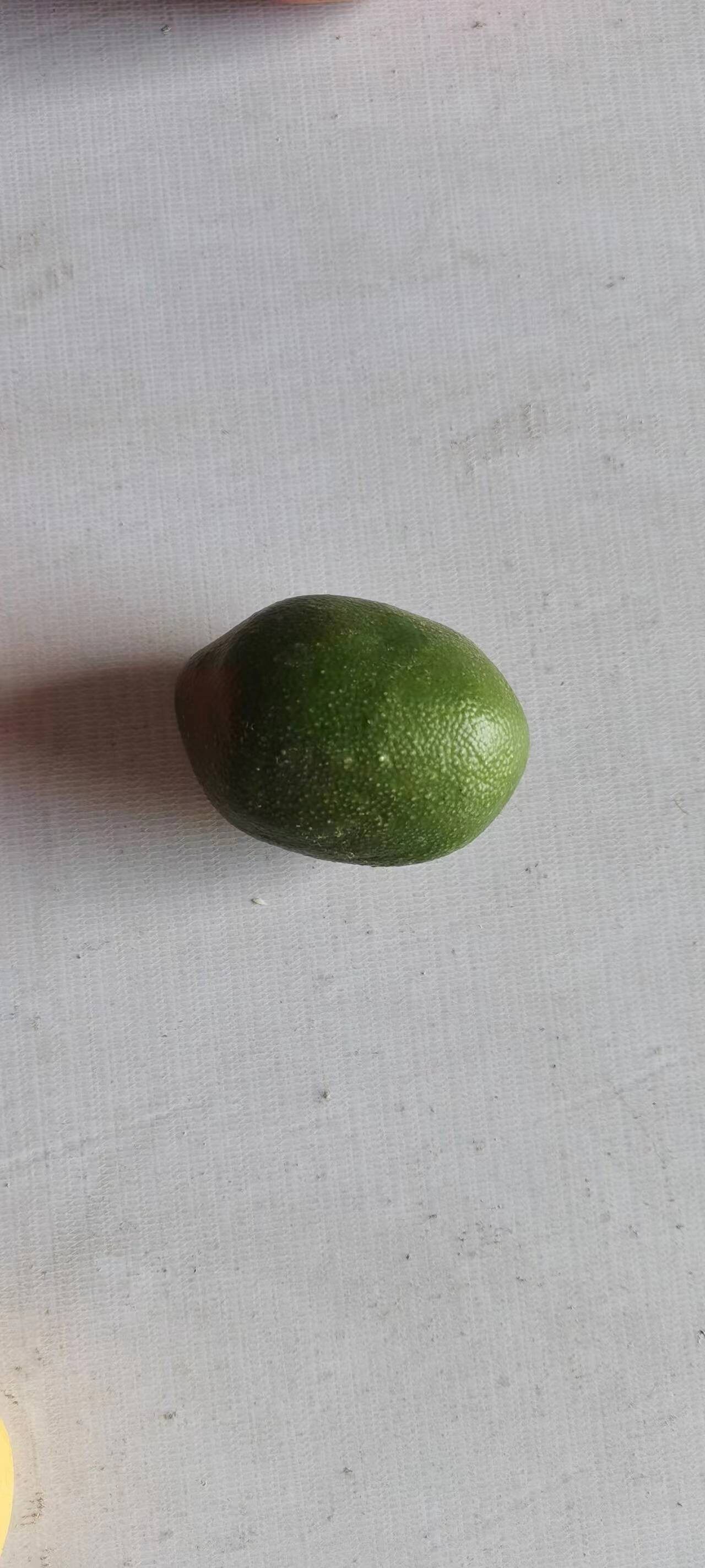 (租赁）仿真水果模型道具