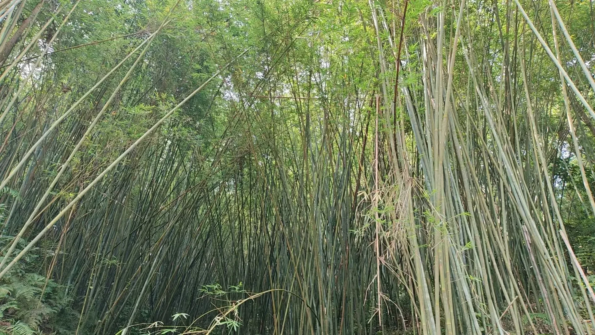 竹材堆场中按规格分堆码放的竹材原条