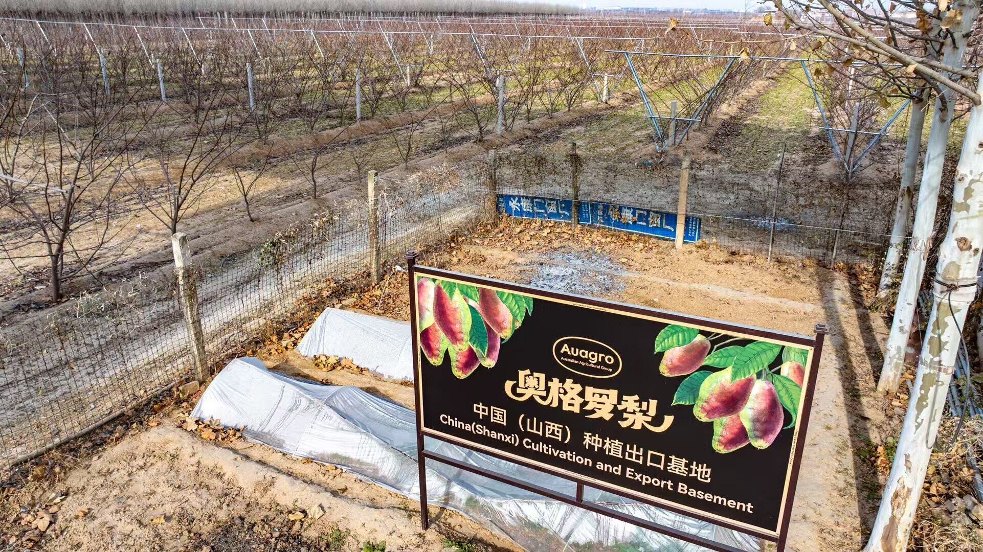 Aoguo Pear · China (Shanxi) Planting & Export Base
