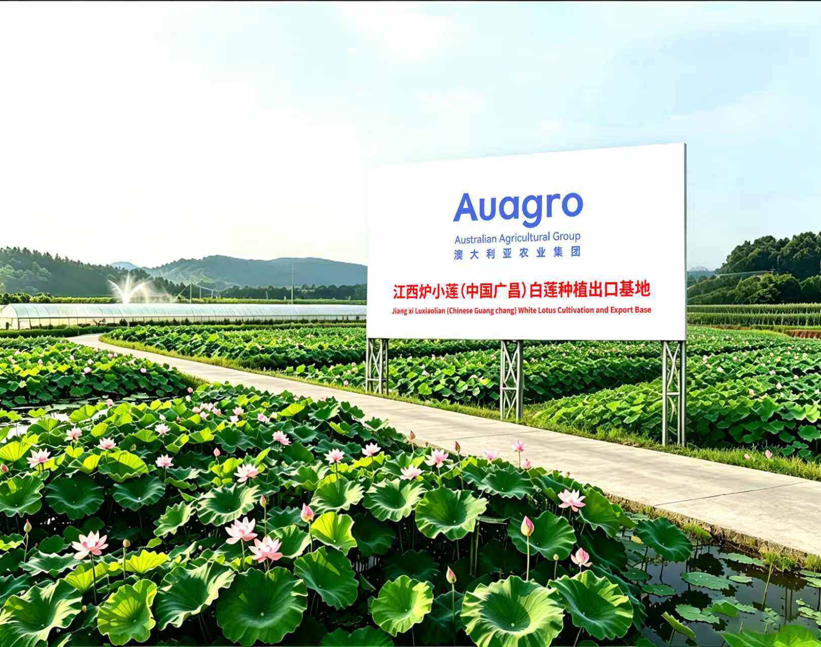 Jiangxi Luluxiaolian (Guangchang, Jiangxi) White Lotus Planting and Export Base