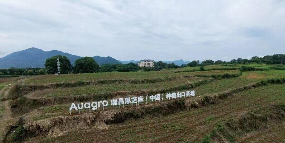 Ruichang Black Sesame Planting and Export Base (China)