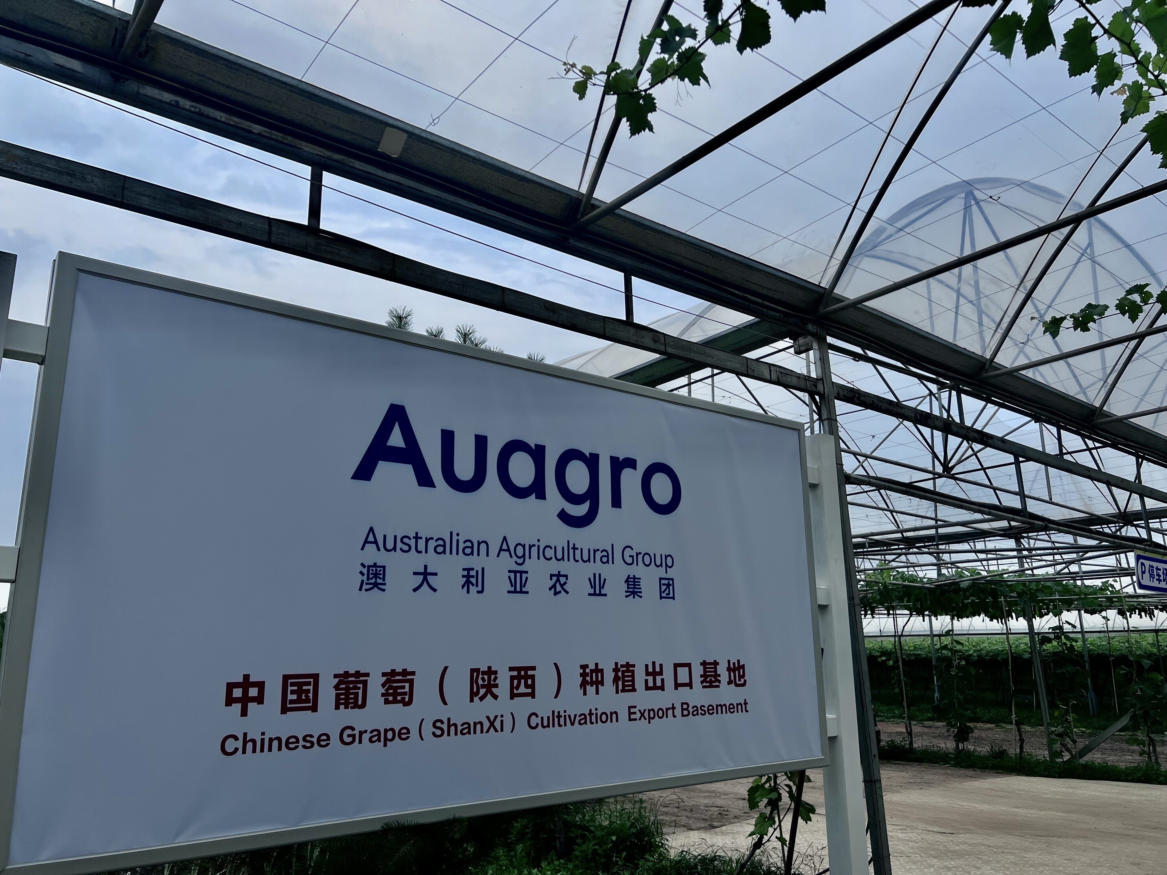 China Grape (Xi'an, Shaanxi) Planting and Export Base