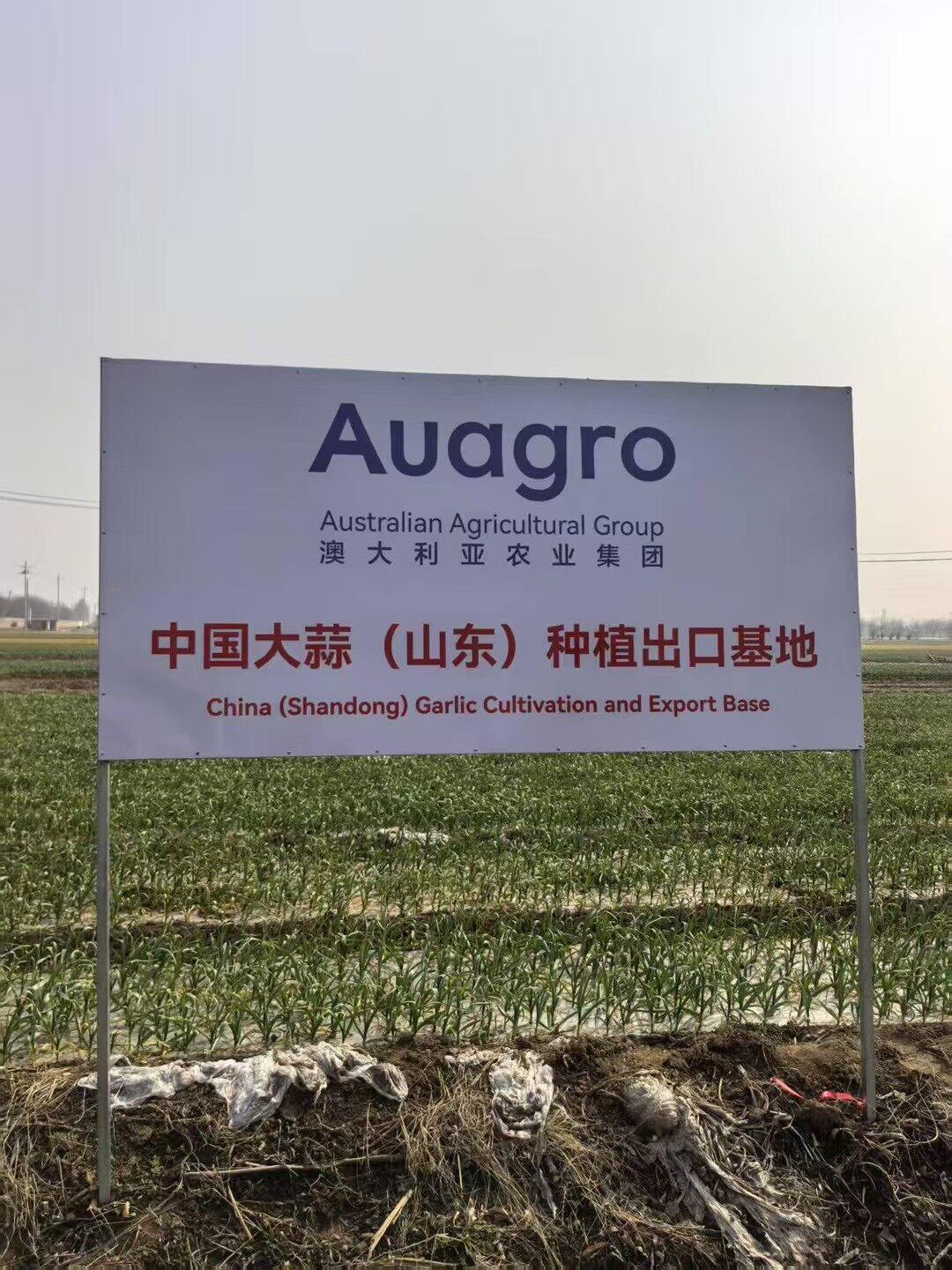China Garlic (Shandong) Planting and Export Base