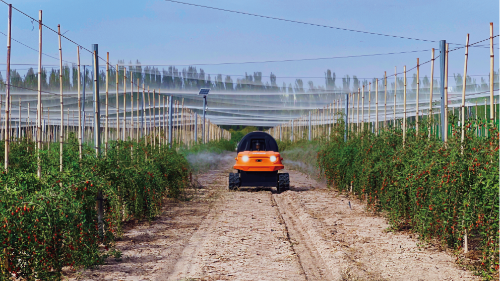 Shrub Crops