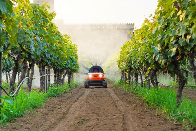 Vine Crops