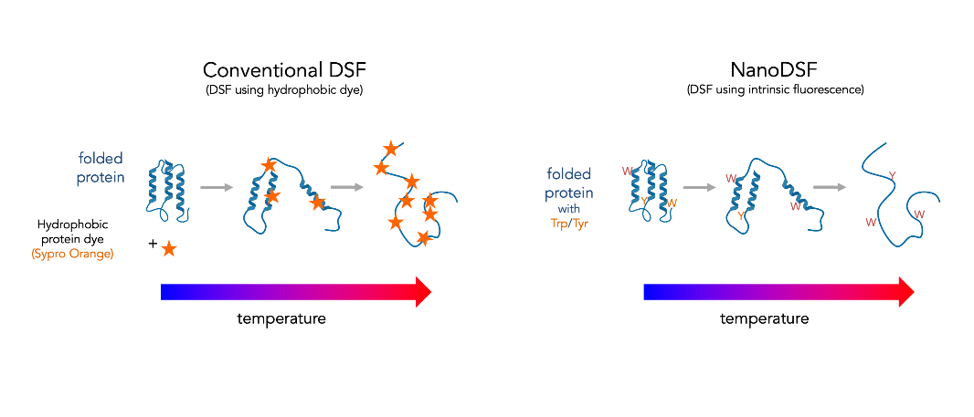 DSF Protein Thermal Stability Analysis