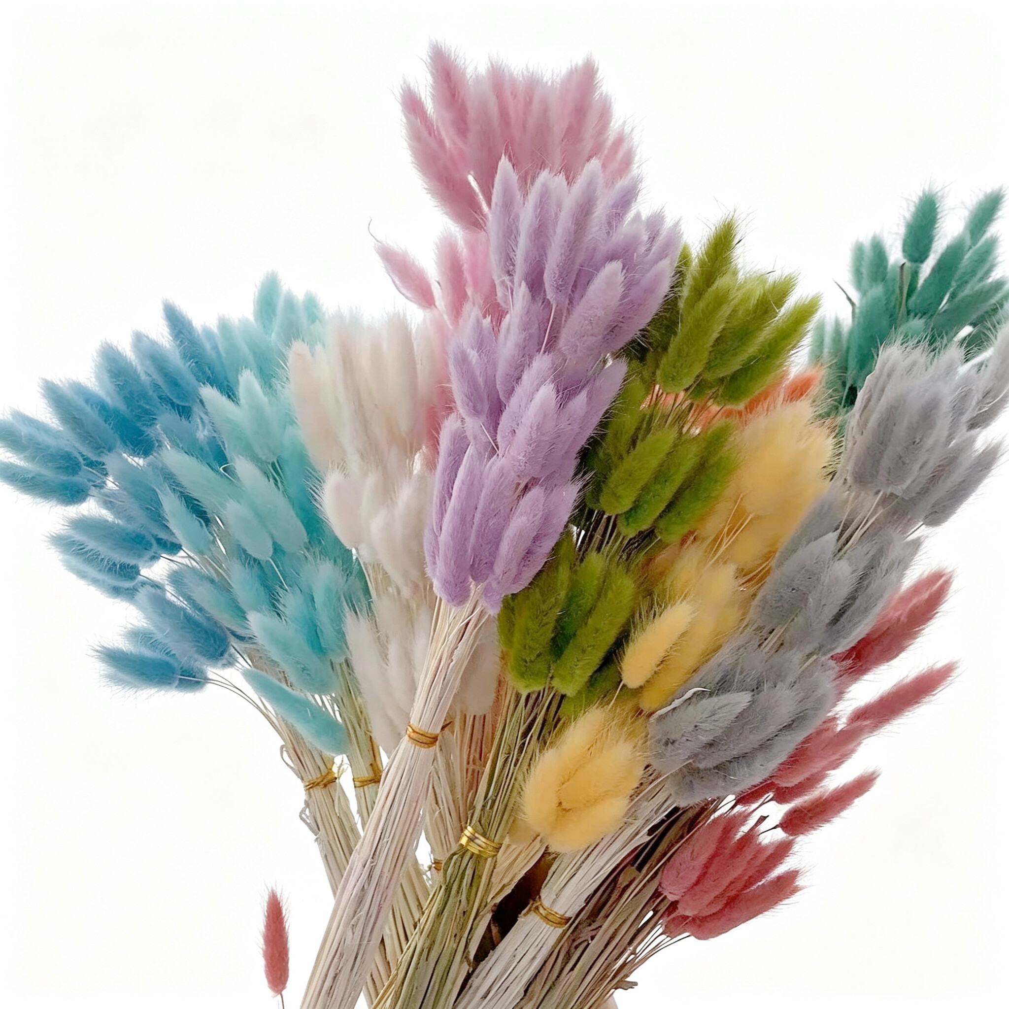 Preserved Lagurus