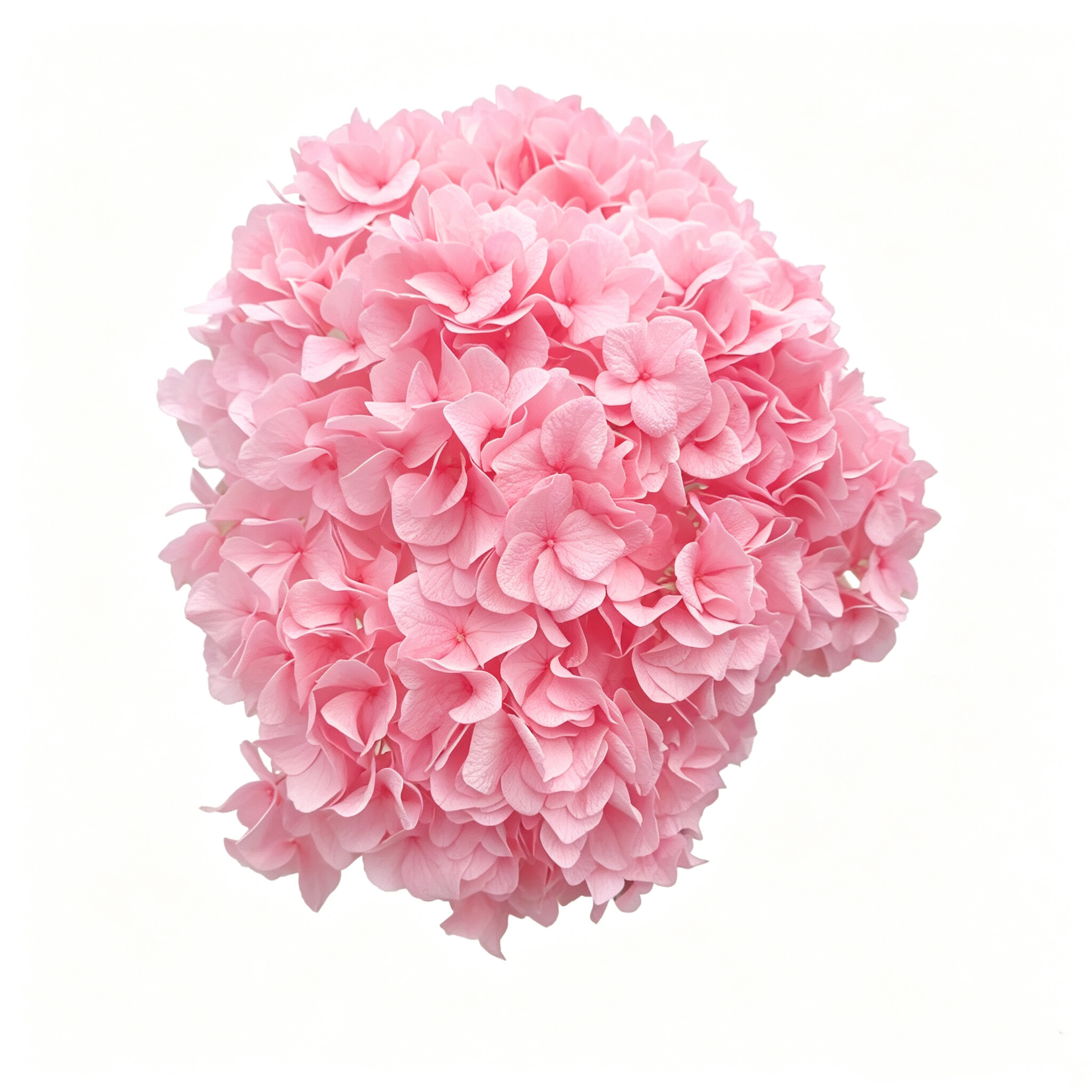 Preserved Hydrangea