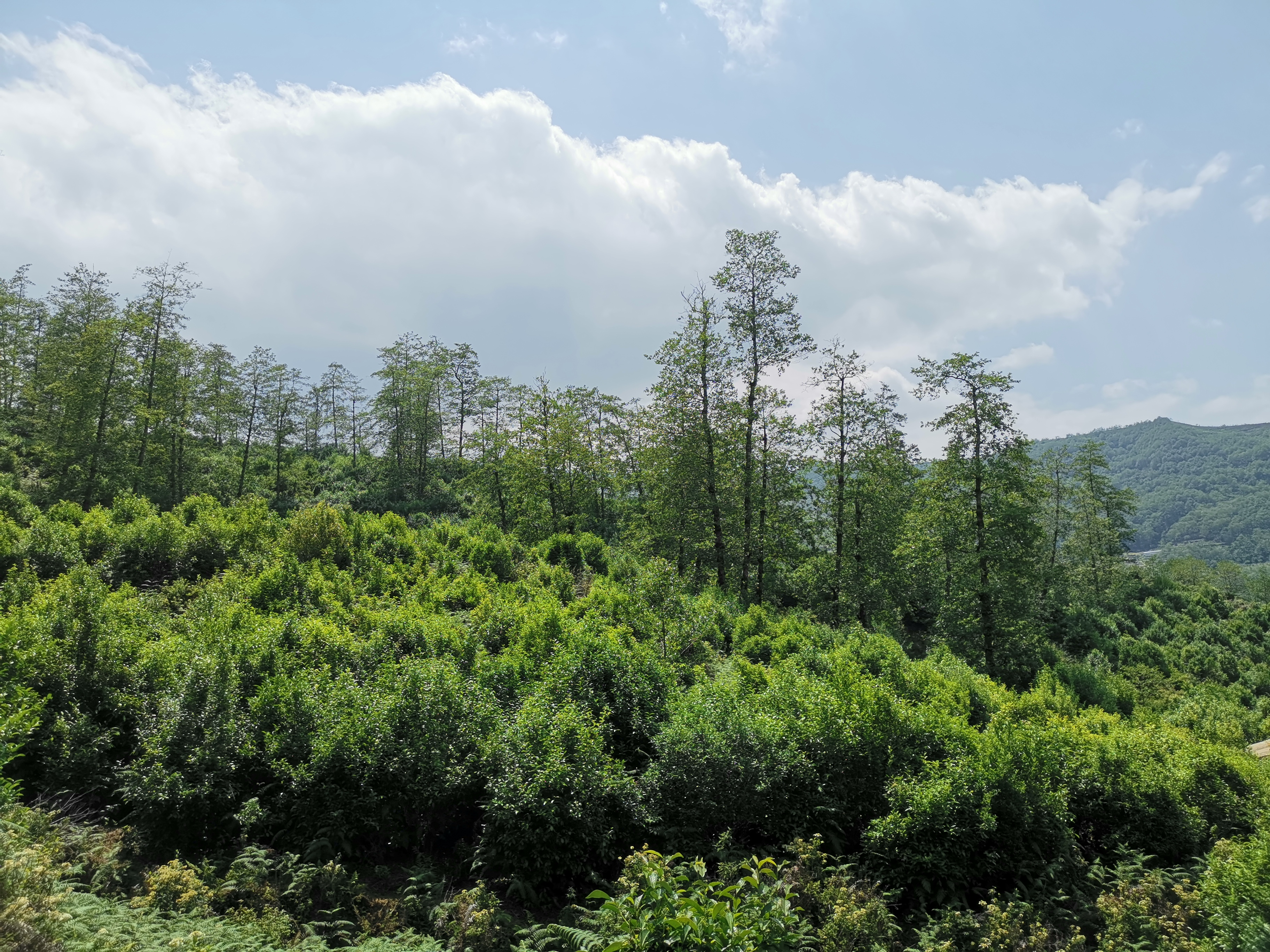 High-altitude ancient tea gardens shrouded in mist