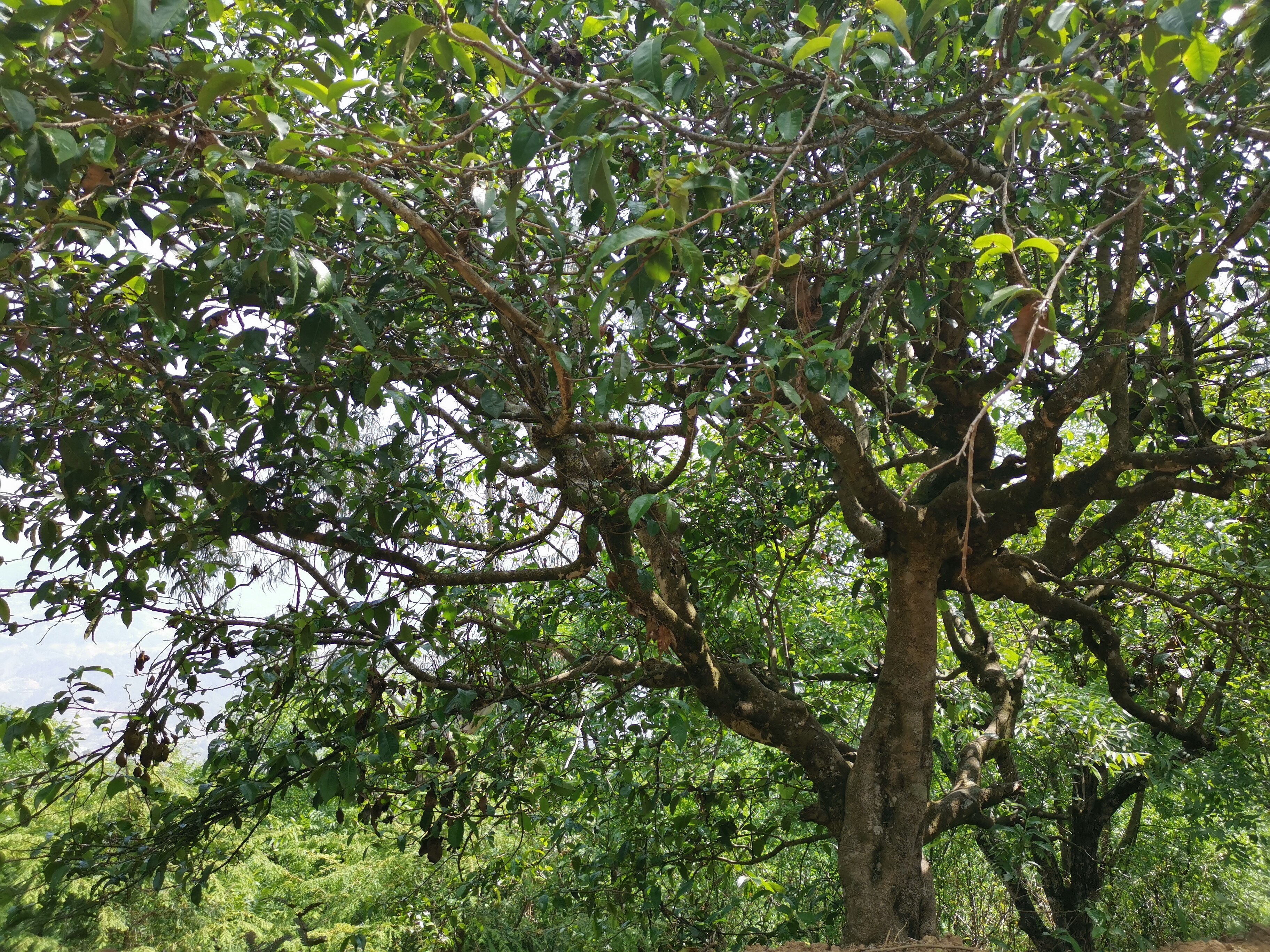 100-year-old ancient tea tree