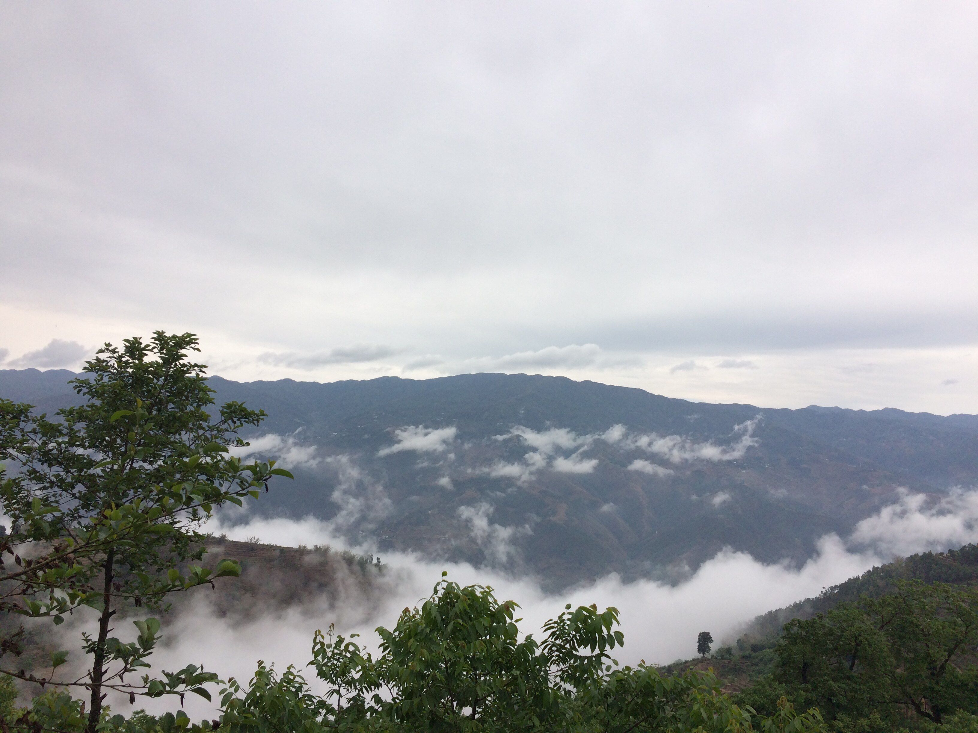 Morning Mist Tea Garden