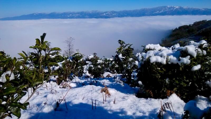 Panoramic View of Fengqing Ancient Tea Garden