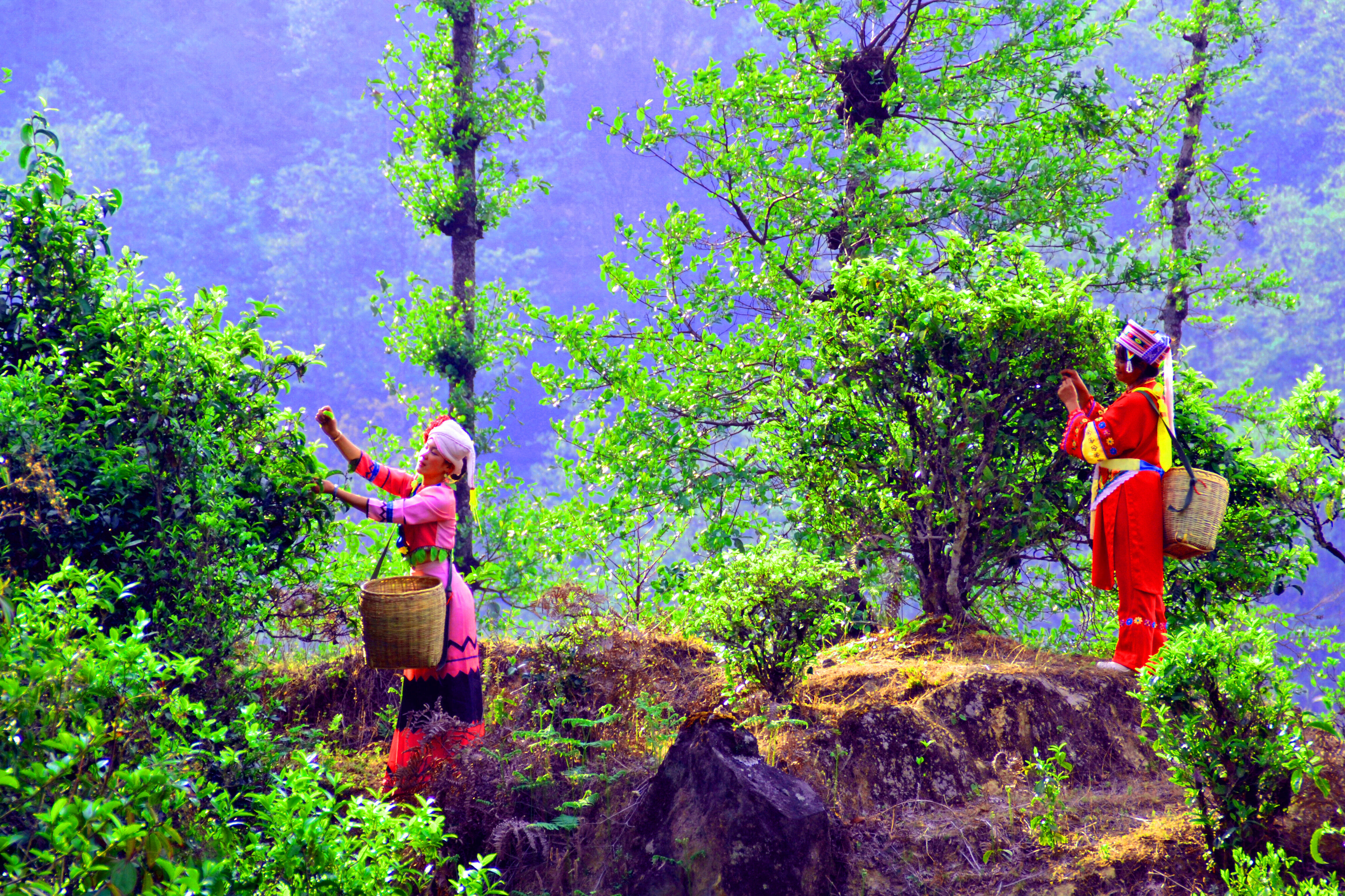 Ancient Tea Garden Picking Experience