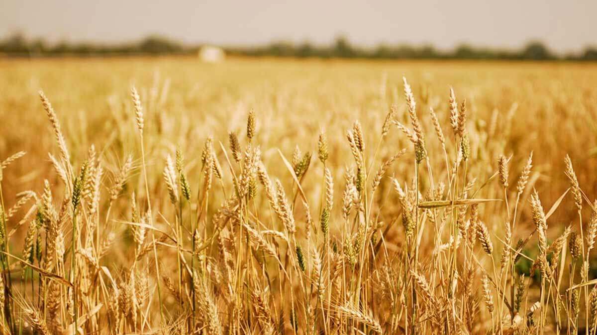 Field Crops