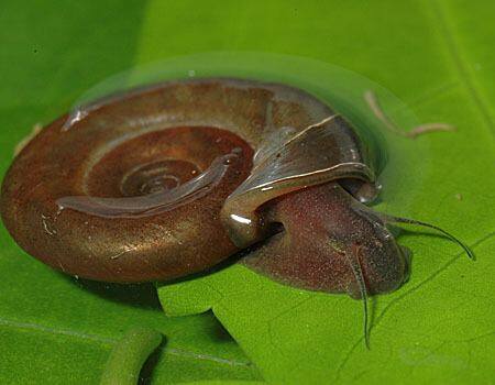 Biomphalaria Snails