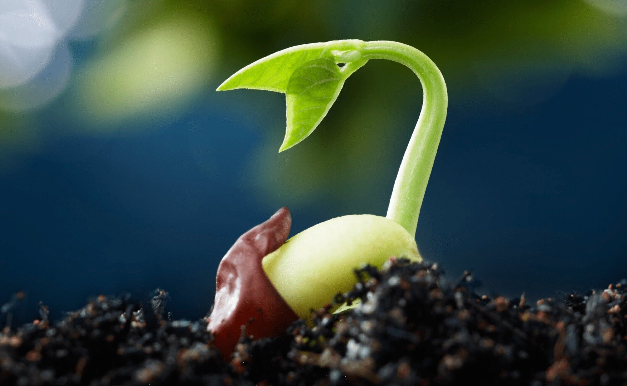 Plant Growth Regulators