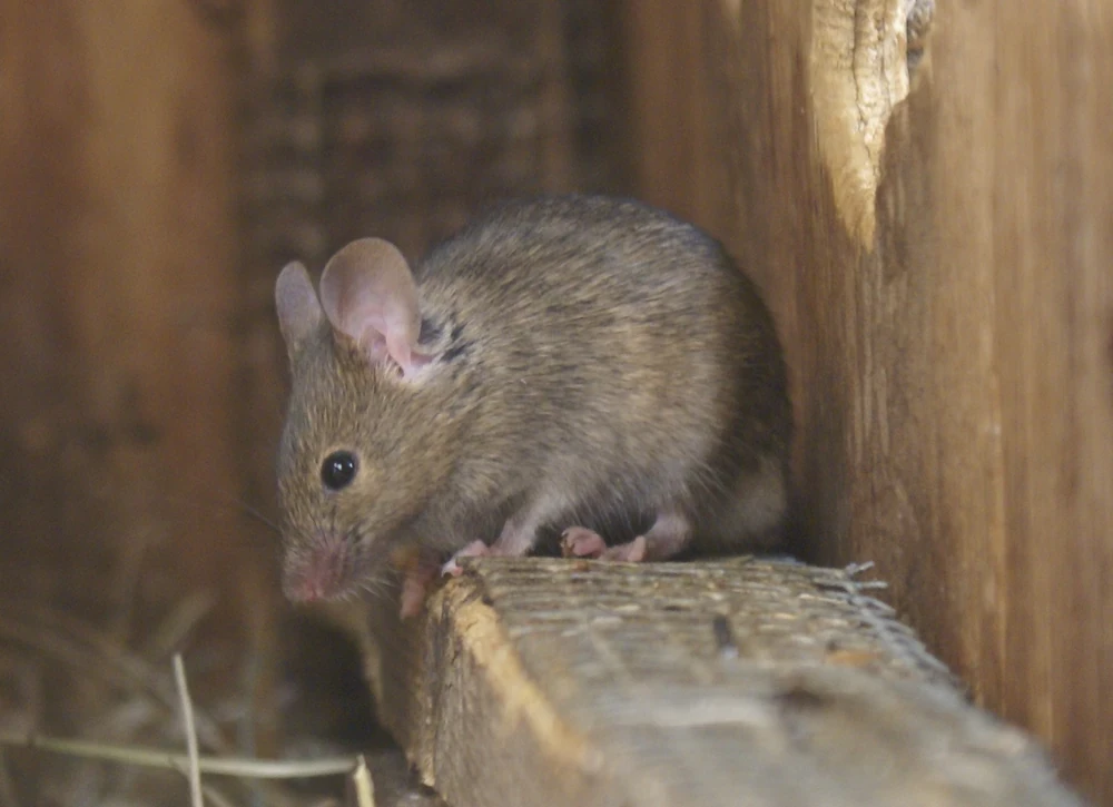 House Mice