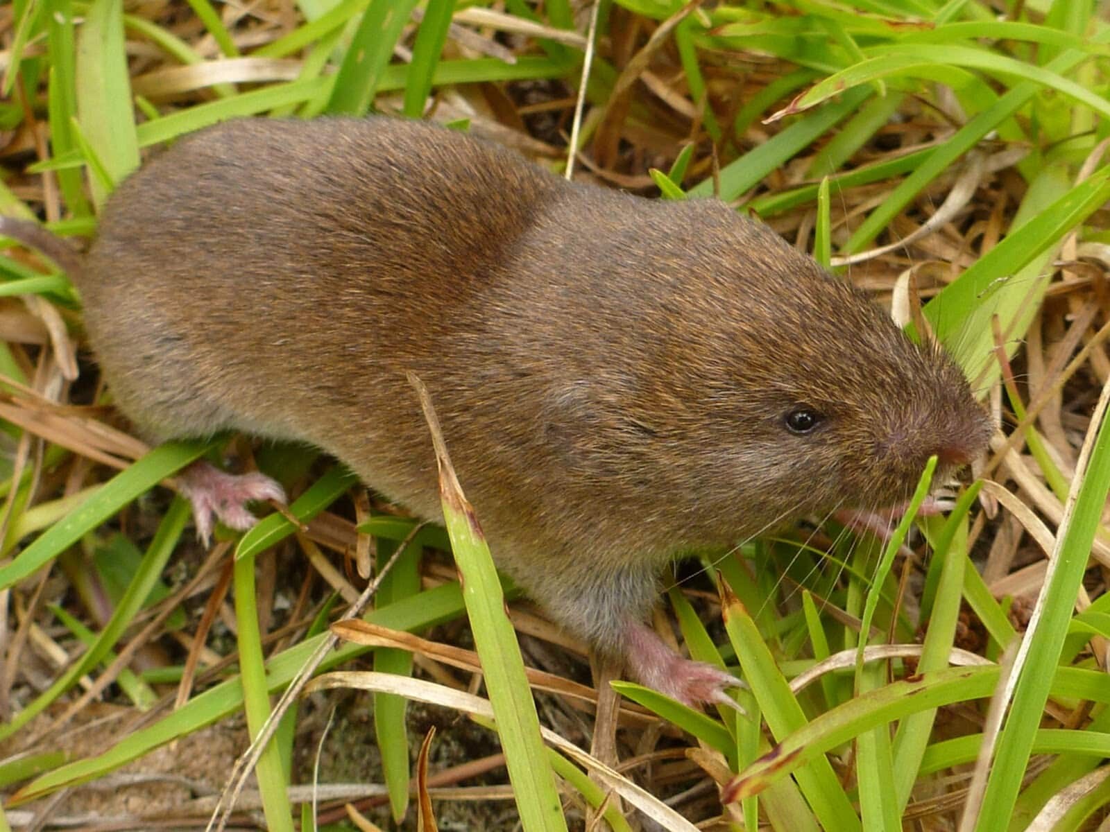 Voles