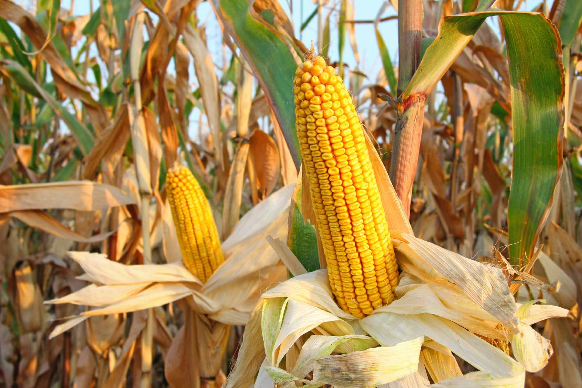 Field Crops
