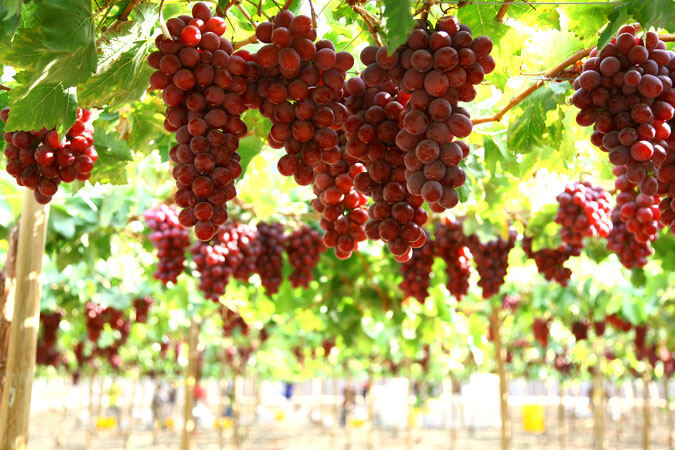 Fruits