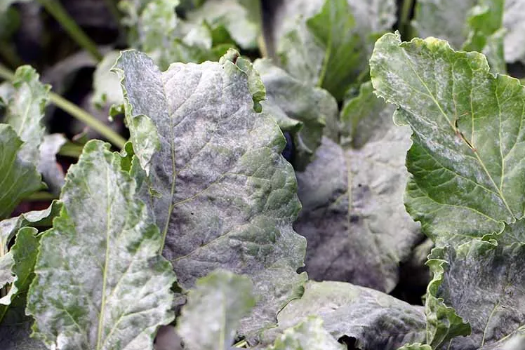 Fungicides