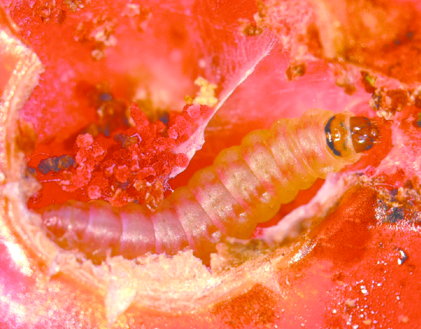 Leafminer